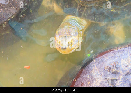 Nail Turtle Stock Photos - Free & Royalty-Free Stock Photos from Dreamstime