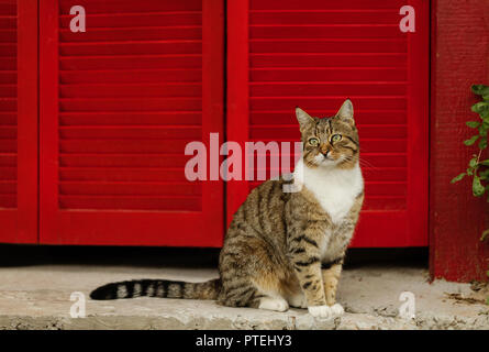 Beautiful sad cat on a background of red shutters. Selective focus. Stock Photo