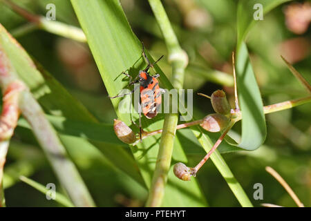 adult black and red bug Latin lygaeus equestris a ground bug on grass in Italy similar to lygaeus sexatilis but with a white mark family lygaeidae Stock Photo