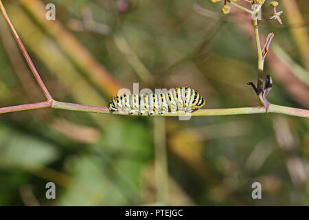 Swallowtail caterpillar or butterfly larva Latin papilio machaon green with black stripes and red spots on a wild fennel plant in October in Italy Stock Photo