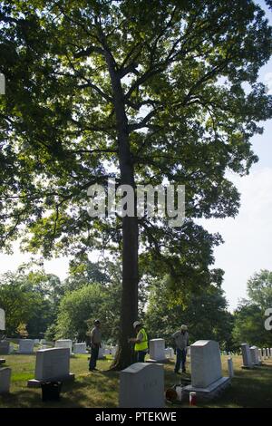 Micah Lichtenwalner, Matthew Knauss, and Stephen Paepke of Joshua Tree Professional Tree and Lawn Care help install a lightning protection system in a large oak tree in Section 30 of Arlington National Cemetery, Arlington, Va., July 17, 2017.  During the National Association of Landscape Professionals’ 21th annual Renewal and Remembrance, about 10 large oak trees in four separate sections received lightning protection systems. Stock Photo