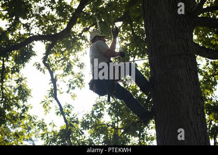 Stephen Paeke, Joshua Tree Professional Tree and Lawn Care, helps install a lightning protection system in a large oak tree in Section 30 of Arlington National Cemetery, Arlington, Va., July 17, 2017.  During the National Association of Landscape Professionals’ 21th annual Renewal and Remembrance, about 10 large oak trees in four separate sections received lightning protection systems. Stock Photo
