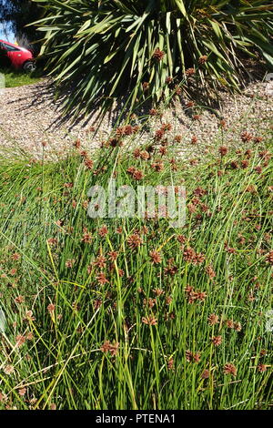 Ficinia nodosa or also known as Isolepis nodosa or Knobby Club Rush Stock Photo