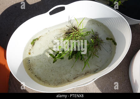Drowning grass and weeds in plastic tub Stock Photo