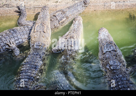Group Of Many Crocodiles Are Basking In The Concrete Pond. Crocodile Farming  For Breeding And Raising Of Crocodilians In Order To Produce Crocodile And  Alligator Meat, Leather, And Other Goods. Stock Photo