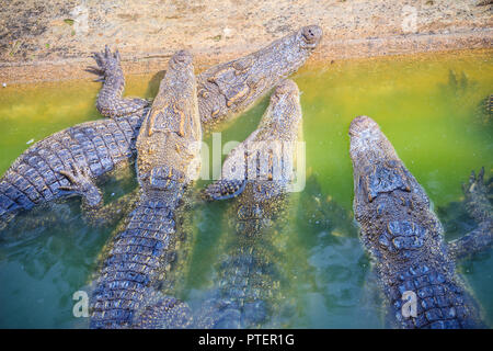 Group Of Many Crocodiles Are Basking In The Concrete Pond. Crocodile Farming  For Breeding And Raising Of Crocodilians In Order To Produce Crocodile And  Alligator Meat, Leather, And Other Goods. Stock Photo