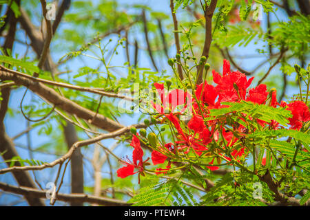 Beautiful red royal poinciana or flamboyant flower (Delonix regia). It is species of flowering plant in the bean family Fabaceaealso and also one of s Stock Photo