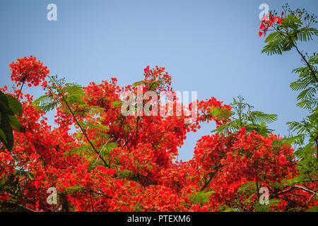 Beautiful red royal poinciana or flamboyant flower (Delonix regia). It is species of flowering plant in the bean family Fabaceaealso and also one of s Stock Photo