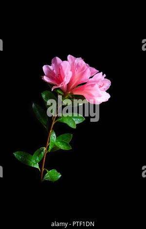 Pink azalea flowers and green leafs isolated on black - vertical image Stock Photo