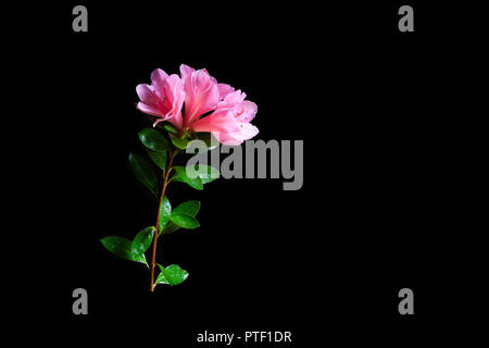 Pink azalea flowers and green leafs isolated on black with copy space Stock Photo