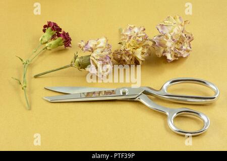 Crafting project items of dried red and white with lavender carnation flowers and scissors set aside on parchment paper covered table Stock Photo