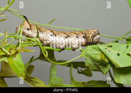 Convolvulus hawk-moth caterpillar Stock Photo