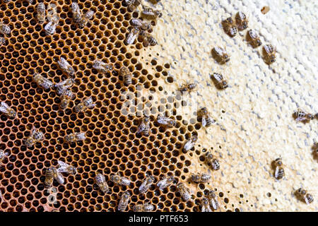 Beehive interior - honey bees working on a honeycomb Stock Photo