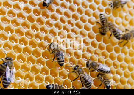 Beehive interior - honey bees working on a honeycomb Stock Photo