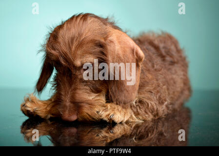 Studio shot of an adorable Dachshund lying on green background. Stock Photo