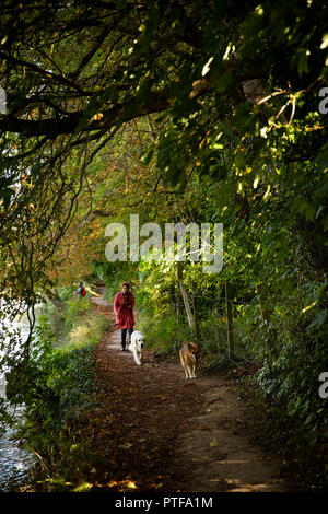 England, Berkshire, Goring on Thames, woman walking two dogs on path beside River Thames Stock Photo