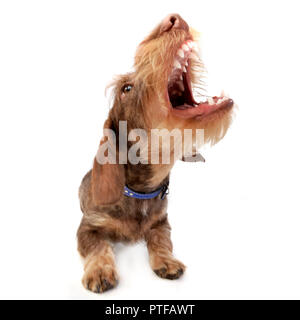 Wide angle shot of a barking Dachshund - studio shot, isolated on white. Stock Photo