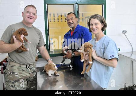 Lt. Col. Howard Gobble (left), the director of veterinary services for Public Health Command, Pacific, a Tongan veterinary tech (center) and Maj. Kimberly Yore (right), an Army vet from Joint Base Lewis-McChord in Washington state, pose with several puppies at the Tongan Ministry of Agriculture, Food, and Fisheries clinic in the Kingdom of Tonga, July 19, 2017. Stock Photo
