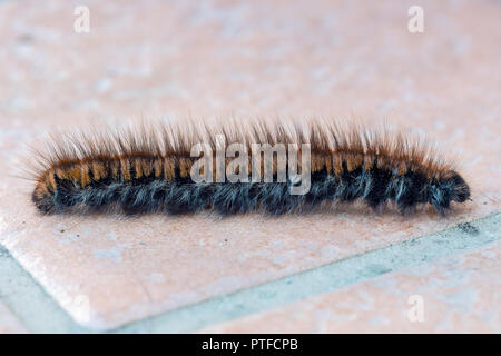 Macrothylacia rubi, the fox moth, caterpillar Stock Photo