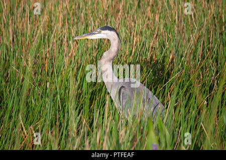 Great Blue Heron in Everglades National Park, USA.The herons are the long-legged freshwater and coastal birds. Stock Photo