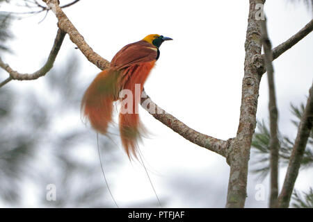 Raggiana Bird of Paradise displaying in Papua New Guinea Stock Photo