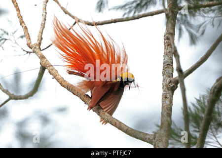 Raggiana Bird of Paradise displaying in Papua New Guinea Stock Photo