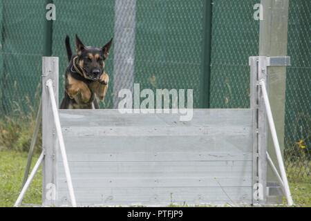 U.S. Soldiers with the 131st Military Working Dog Detachment, 615th Military Police Company, conduct dog-handler training at Oberdachstetten Range Area at U.S. Army Garrison Ansbach in Bavaria, Germany, July 18, 2017. Military working dogs are trained to subdue or intimidate suspects before having to use lethal force; they are also used for detecting explosives, narcotics and other harmful materials. Stock Photo