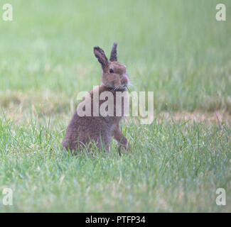 Irish mountain hare (Lepus timidus hibernicus) grazing in a meadow at dawn on the Isle Of Mull, UK. Stock Photo