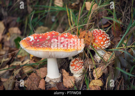 Family of red fly agarics  (Amanita muscaria) in the autumn forest