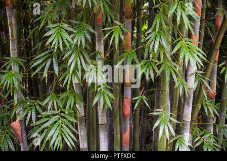 Bamboo trees and leaves close up in daylight Stock Photo