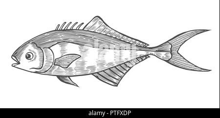 Ink sketch of fish. Hand drawn vector illustration on white background. Retro style. Stock Vector