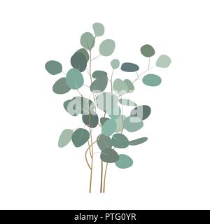 Vector eucalyptus or silver dollar plant branches. Hand painted eucalyptus elements isolated on white background. Illustration for rustic, simple, nat Stock Vector