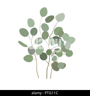 Vector eucalyptus or silver dollar plant branches. Hand painted eucalyptus elements isolated on white background. Illustration for rustic, simple, nat Stock Vector