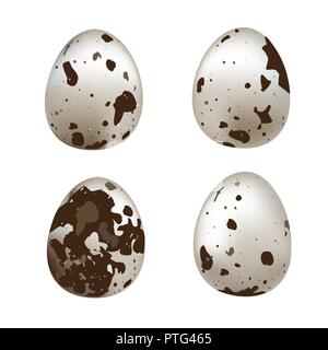 Quail eggs isolated on white background. Vector set illustrtion Stock Vector