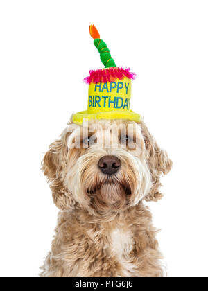 Head shot of pretty golden adult Labradoodle dog wearing a happy birthday cake hat looking straight in lense, isolated on white background Stock Photo