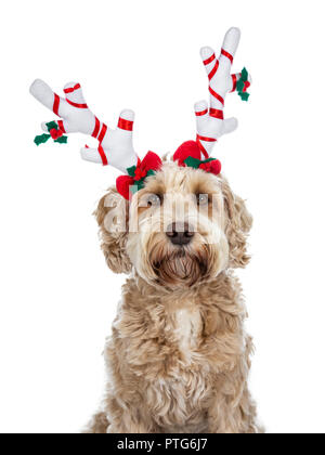 Head shot of pretty golden adult Labradoodle dog wearing a white with red reindeer antlers looking straight in lense, isolated on white background Stock Photo