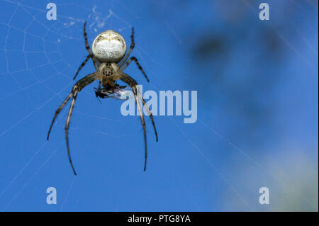 Orb-Weaving Spider feeding on Aphid while perched in her web, with a  blurry blue sky as background. Stock Photo