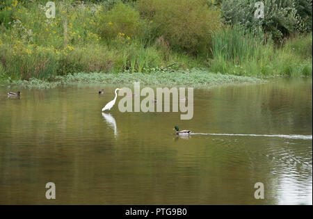 Great egret and mallard ducks in pond surrounded by vegetation Stock Photo