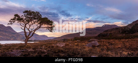 A lone scots pine standing on the banks of Loch Maree in Wester Ross in the Scottish Highlands The loch is the fourth largest freshwater loch in Scotl Stock Photo