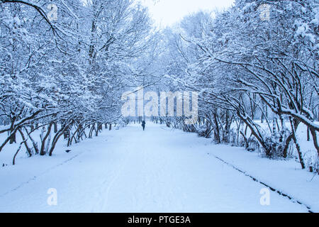 Amazing view of alley with trees covered by snow in winter city park ...