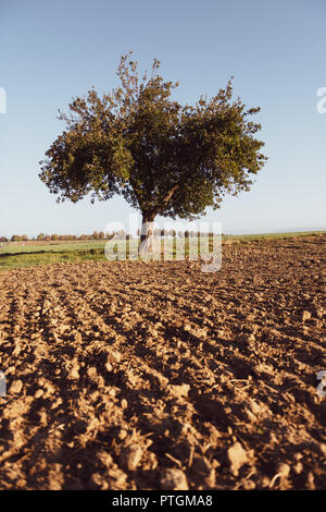 Apple tree in the fields with fallen apples. Stock Photo