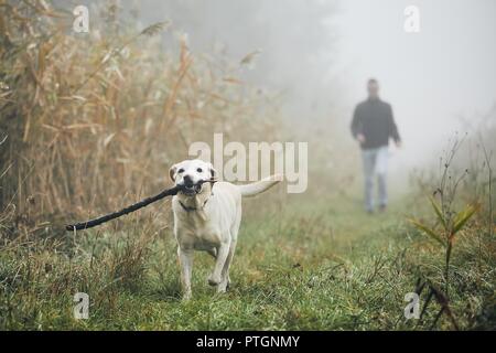 Young man playing with dog (labrador retriever) in autumn foggy morning. Stock Photo