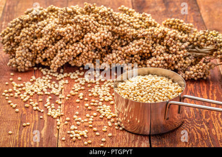 scoop of white sorghum grains with clusters of ripe seeds on rustic red wood background Stock Photo