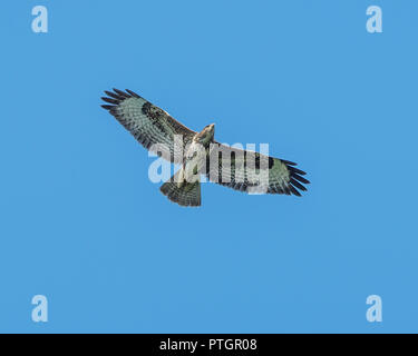 Common buzzard Stock Photo