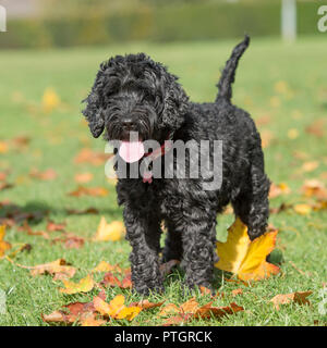 cockapoo Stock Photo