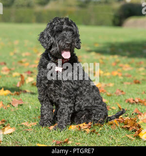 cockapoo Stock Photo