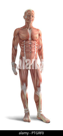 Digital illustration of human body anatomy Stock Photo