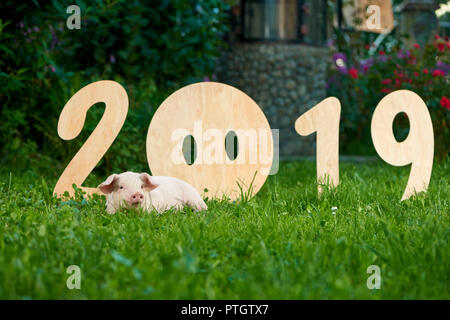 Decorative wooden numerals of new 2019 year. Cute piggy lying on green grass near numbers. Pink pig zodiac as symbol of luck. Concept of Chinese calendar and horoscope. Stock Photo