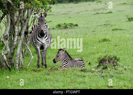 Cute baby zebra with mama zebra Stock Photo