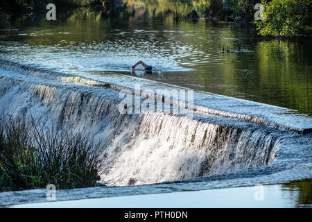 Wild swimmer Jens Roesner takes a pre-work wild swim in the river Avon at Warleigh Weir in Somerset. Stock Photo